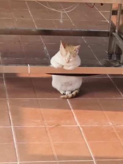 He's taking a break..🐈🐾😅