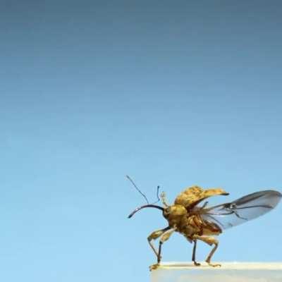 Slow motion of this bug flying away