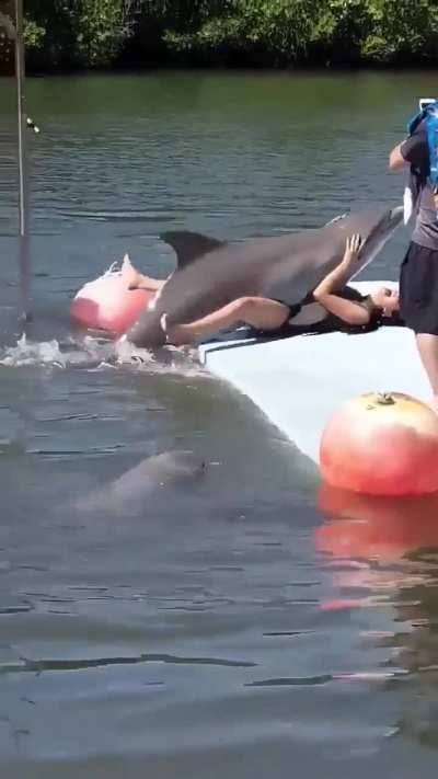 They say Dolphins are smarter than humans