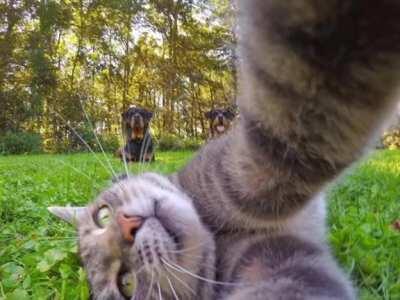 Thanks I love cat selfies