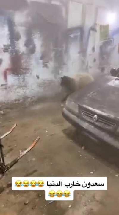 To fight a goat
