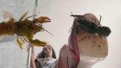 Sofia red sandals crush