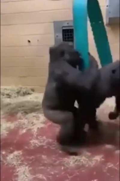 Monke SPPEEEEENNNNNN