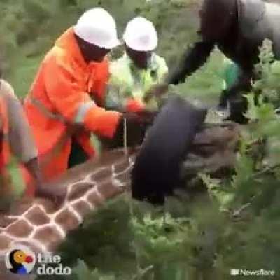 Bros removed a tire from the neck of a giraffe that had it for a year