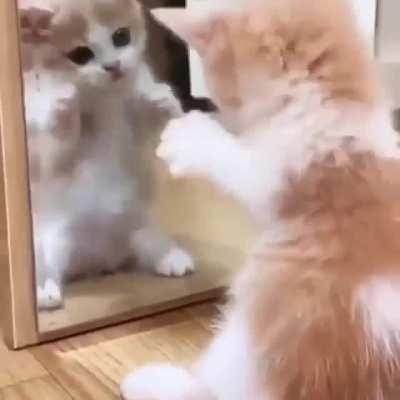Mirror mirror on the wall