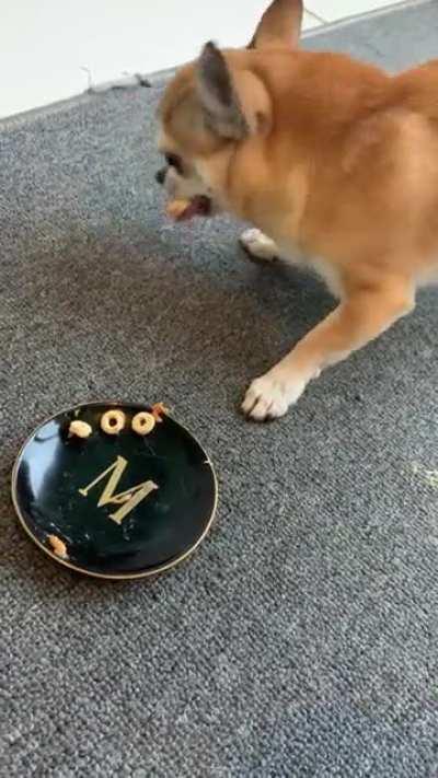 Now I’m not saying Yuppy is my favourite but it’s his 8th birthday and he got a triple layer banana peanut butter cake with cheerio topping, complete with gremlin noises.