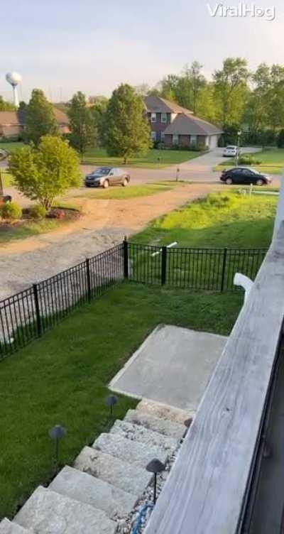 This guy uses a kitten to call back mama cat and she instantly responds to lovely kitten