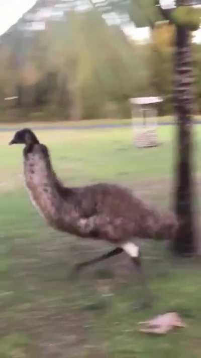 Emu leaps over a dog while chasing a girl