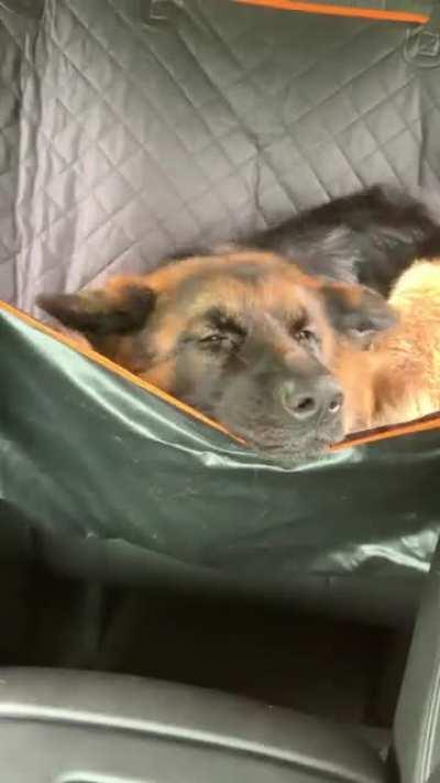 Car seat cover or hammock, works either way!