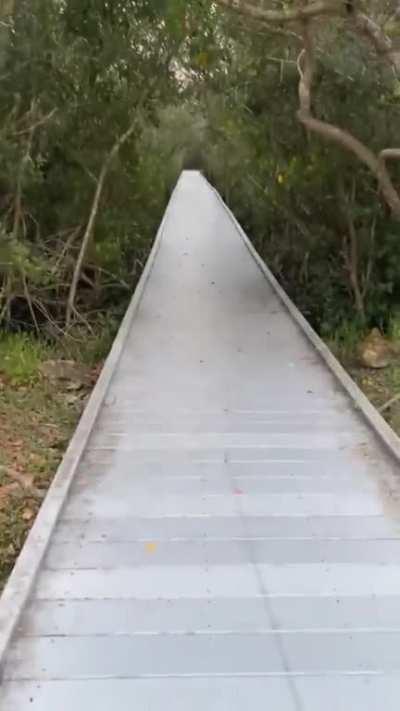 Cursed_boardwalk