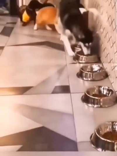 Just being a complete jerk