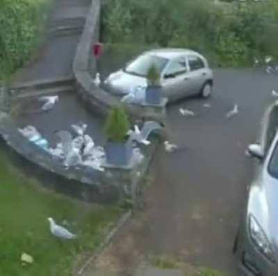 To deliver groceries