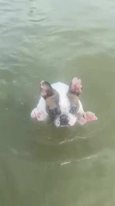 When you love the dog beach but you don’t like your front paws getting wet.