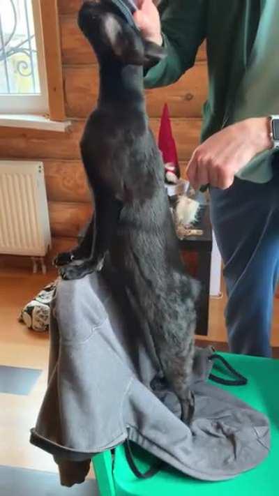 She loves it only if it’s my husband