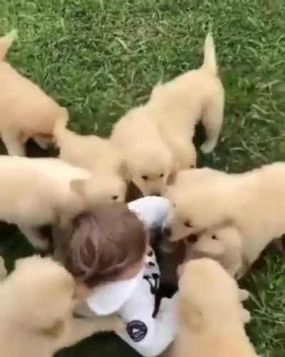 Puppies attack!