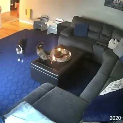 I don't care, I have nine lives