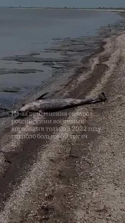 Как война разрушает природу в Украине и во всем мире