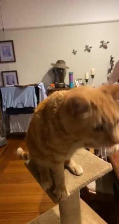 My ginger boy choking on his purrs over turkey!