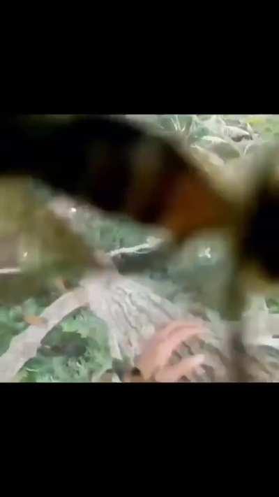 You just have to take the stings all the way down the tree