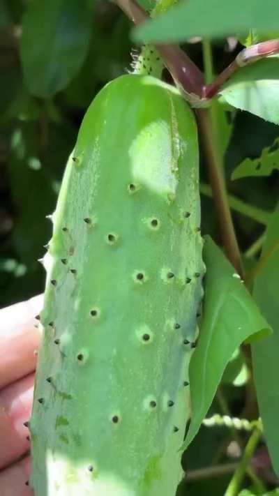 पहाड़ी खीरा 🥒