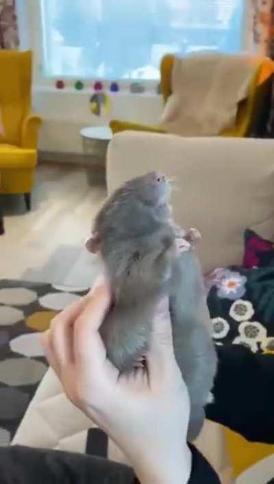 Крыс охреневает от такого кайфа