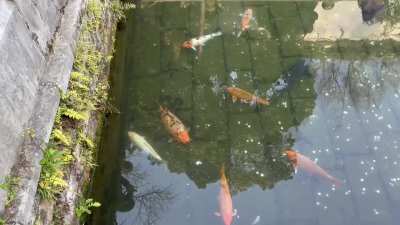 Obese koi in my hometown