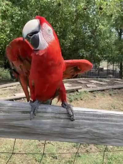 He was born to dance.