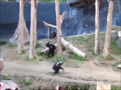 Guardian ape's 2nd phase.