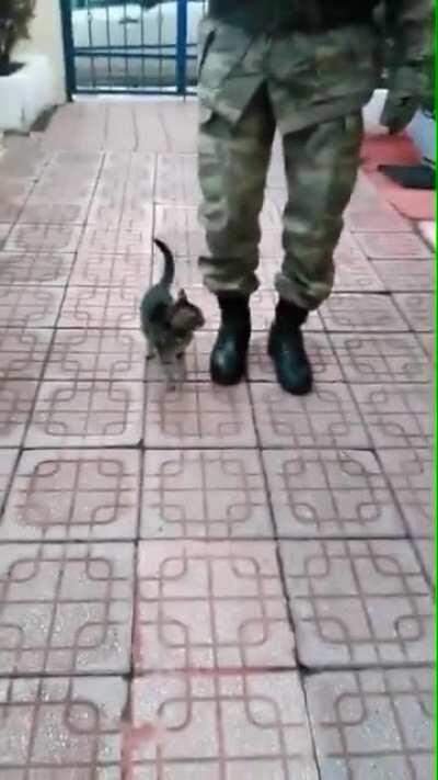 Cat is walking like a soldier