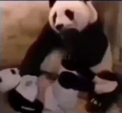 O que o panda esta fazendo?