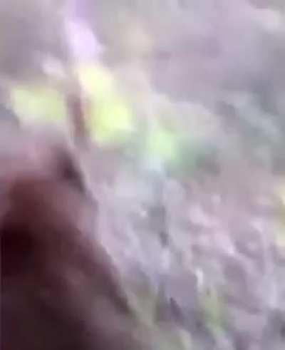 Man sneaks up on wild bear and kicks it,and gets mauled