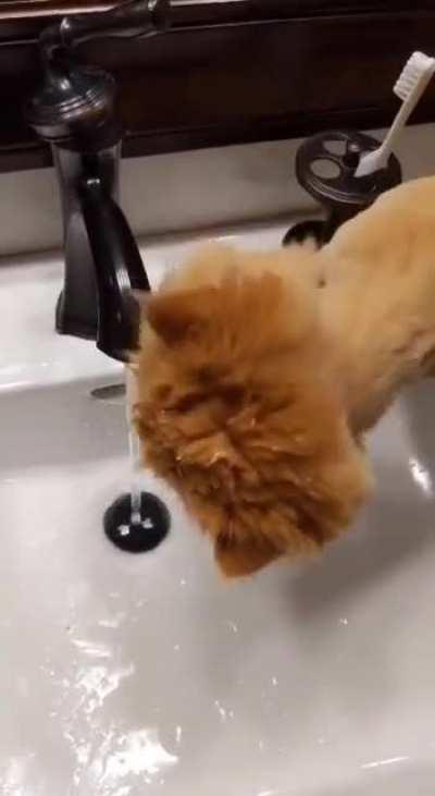 He really wants to drink from the sink, but can't quite hack it.