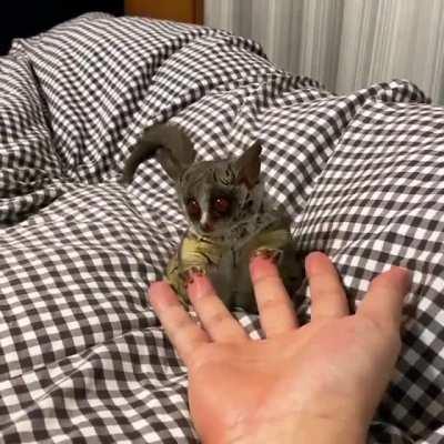 Loves to play with Fingers