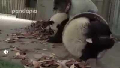Giant pandas sometimes do a handstand when they pee. They climb a tree backwards with their hind feet until upside down, letting them mark their scent higher up.