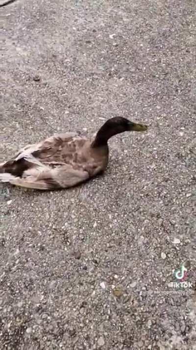Poor duck