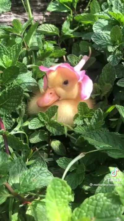 Gat damn camouflage!!!