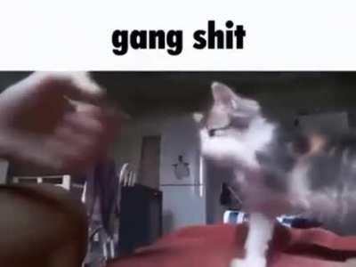 It's been a while since the last catposting 😺