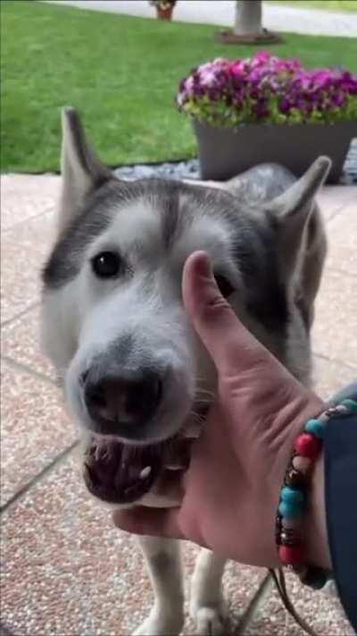 Husky’s engine won’t start.