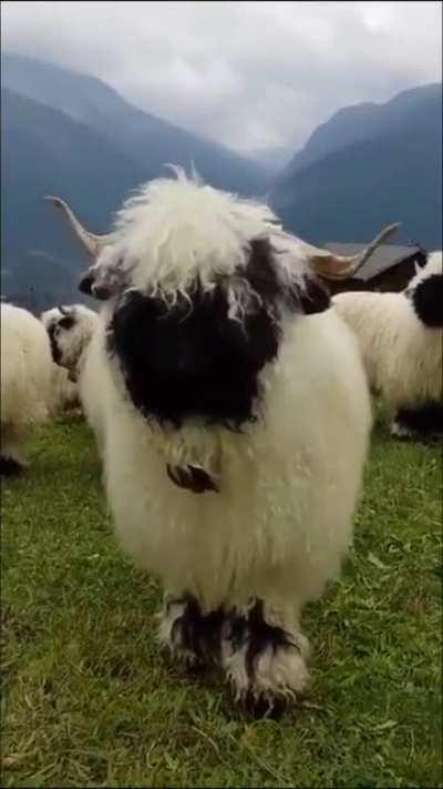 Валлисские черноносые овцы