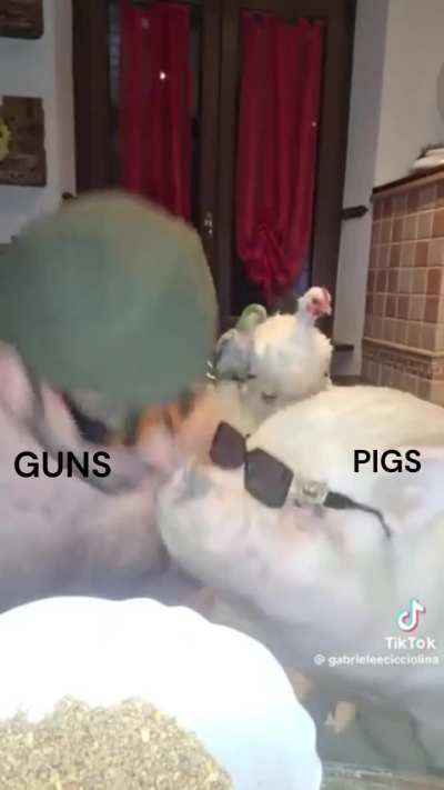 GUNS feeding the PIGS every summer