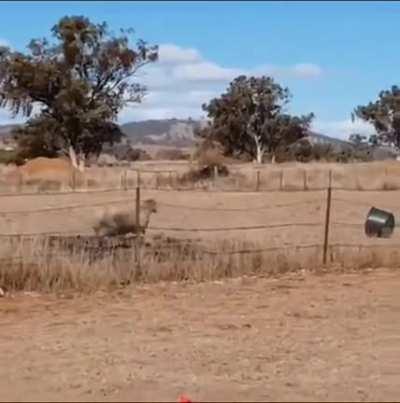 If a sheep playing goat simulator