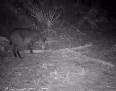 Startled Bobcat does a big spook