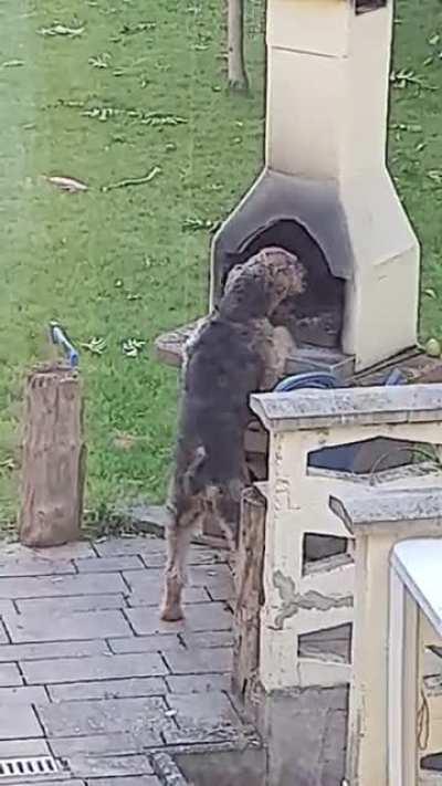 Idk why but for some reason my dog decided to eat some coal