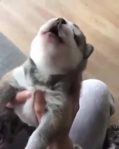 Little boy getting ready for his first tantrum!