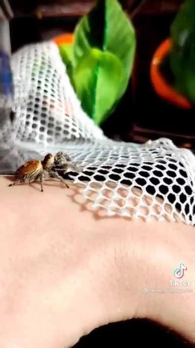 Most spiders are bros like that💖