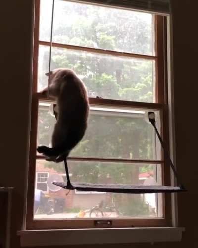 A painfully long video of Rocket trying to get to the second window ledge and realizing he just can’t.