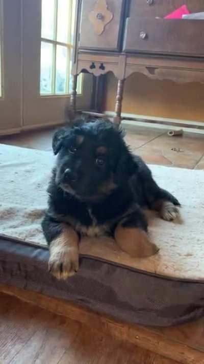 Meet Molly (first post quality was bad)