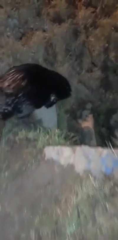 Еле ноги унёс от поляка