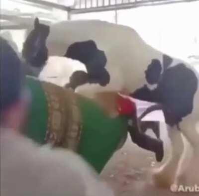 Poor Pedro will never recover from this