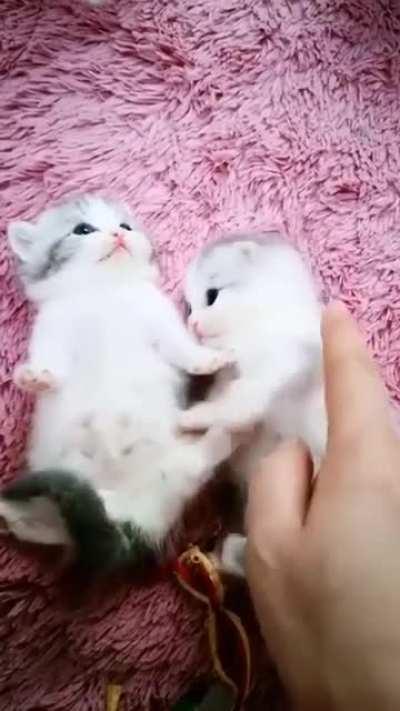 Two cute kitties ..